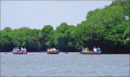 மரம் செய விரும்பு! - 14 - சூழலைச் சமன்செய்யும் சதுப்பு நிலக்காடுகள்!