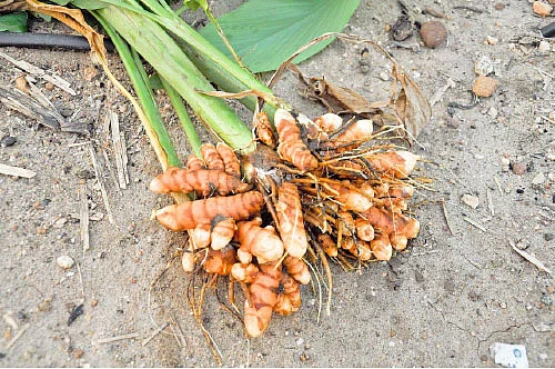 ஆடிப்பட்டம்.... ஏறுமுகத்தில் மஞ்சள்... இறங்குமுகத்தில் பருத்தி!