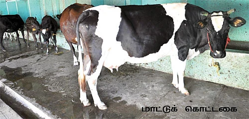 1 லிட்டர் பால் ரூ 24 !
