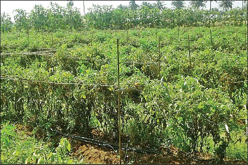 10 ஏக்கர்... ஆண்டுக்கு ரூ 30 லட்சம் வருமானம்! - கொட்டிக் கொடுக்கும் கொய்யா