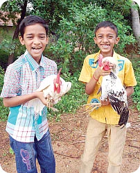 கொக் கொக் கோழிக்கு ருசி தெரியுமா ?