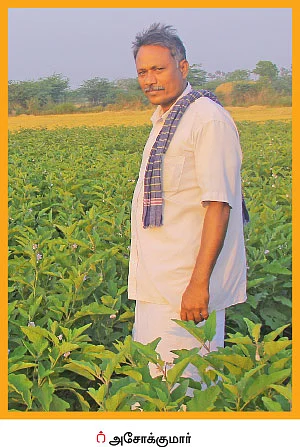 முள்ளு கத்திரி... குண்டு கத்திரி... கலக்கல் லாபம் கொடுக்கும் கத்திரி!