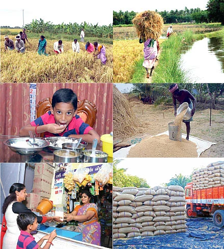 எங்கே இருந்து நமக்கு அரிசி வருது?
