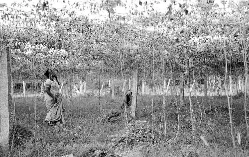 ஆடிப்பட்டம் தேடி விதை... வகை வகையாய் காய்கறிகள்...வளமான வருமானம்!