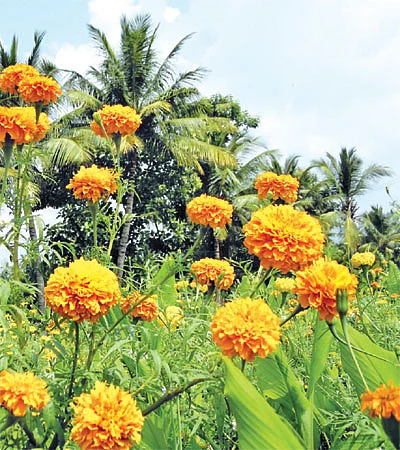 மஞ்சளுடன் கூட்டணி போடும்