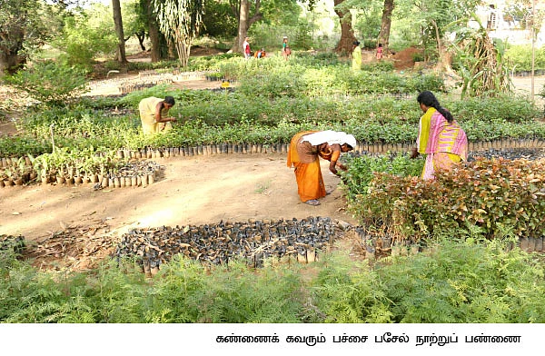 நாற்றுப் பண்ணை : குறைந்த விலை... நிறைந்த தரம்...