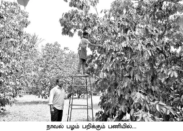 ஒரு ஏக்கர்... ஆண்டுக்கு 5 லட்சம்...