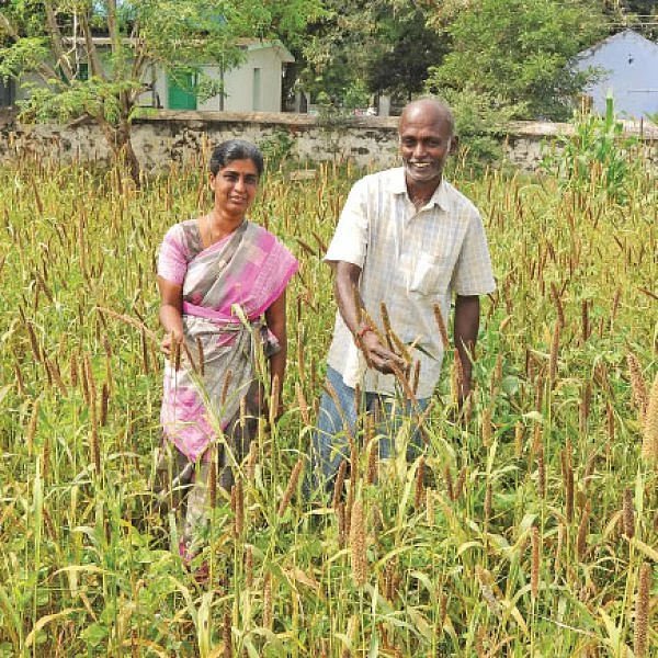 ஒற்றை நாற்று நடவில் குதிரைவாலிச் சாகுபடி... கைக்கொடுக்கும் பாரம்பர்ய விவசாய முறை!