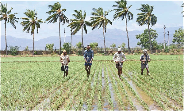 அணிவகுக்கும் அம்பாசமுத்திரம் நெல் ரகங்கள்... - ஏக்கருக்கு 16 டன் மகசூல் தந்த அதிசயம்!