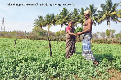 ஒரு ஏக்கர்... மாதம் 50 ஆயிரம்...