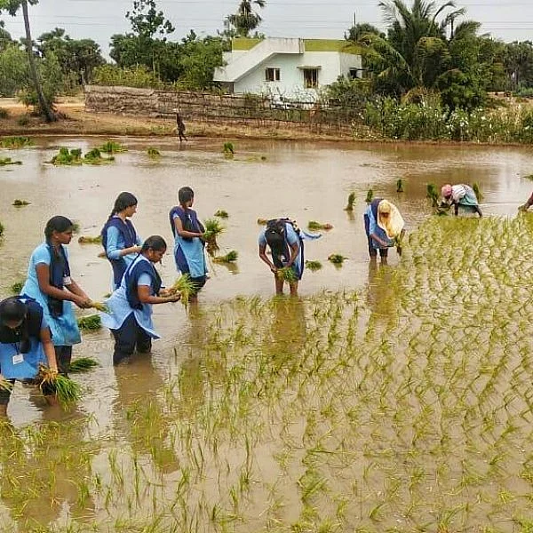 வயலில் இறங்கி நாற்று நட்ட வேளாண் கல்லூரி மாணவிகள்!