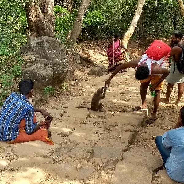 `தொட்டியிலும் இல்ல, ஊற்றிலும் இல்ல!'-தண்ணீருக்காக பக்தர்களை எதிர்நோக்கும் சதுரகிரி குரங்குகள்