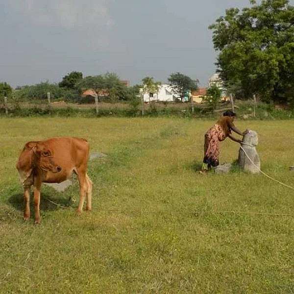 மாடுகளைக் கட்டும் கல்லாய் பயன்படும் புத்தர் சிலை - பாதுகாக்க வரலாற்று ஆர்வலர்கள் கோரிக்கை!