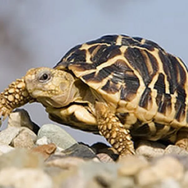 கொரியரில் கடத்தப்படும் நட்சத்திர ஆமைகள்! #AnimalTrafficking - அத்தியாயம் 4