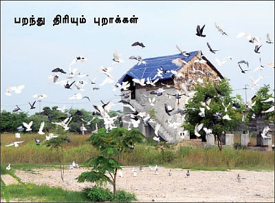 கரிசலில் காய்த்துக் குலுங்கும் நெல்லி !