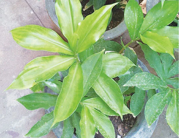 இன்சுலின் செடி - சர்க்கரை நோயாளிகளின் வரமா?