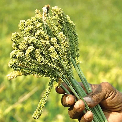 நீங்கள் கேட்டவை: விளைச்சலைக் கூட்டும் இ.எம் கரைசல்..!