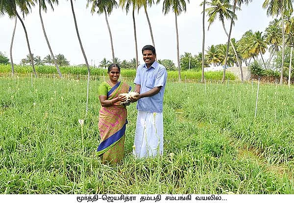 சம்பங்கி, கோழிக்கொண்டை, செம்மறி...