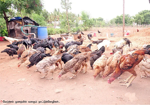 ஆரம்ப முதலீடு 550 ரூபாய்... ஆண்டு லாபம் 5 லட்ச ரூபாய்!