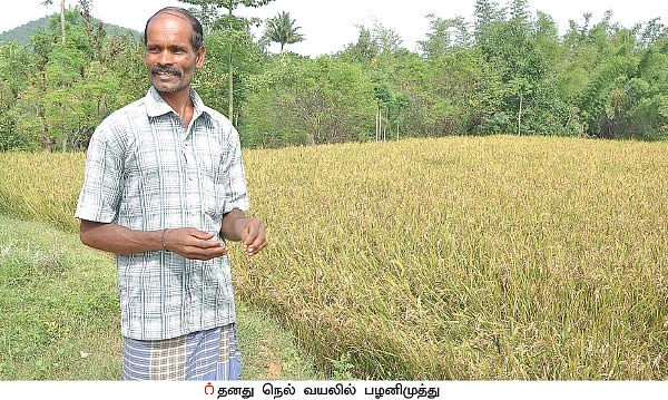 சிட்லிங்கி... இயற்கைக்குத் திரும்பிய 300 விவசாயிகளின் வெற்றிக் கதை! - 3
