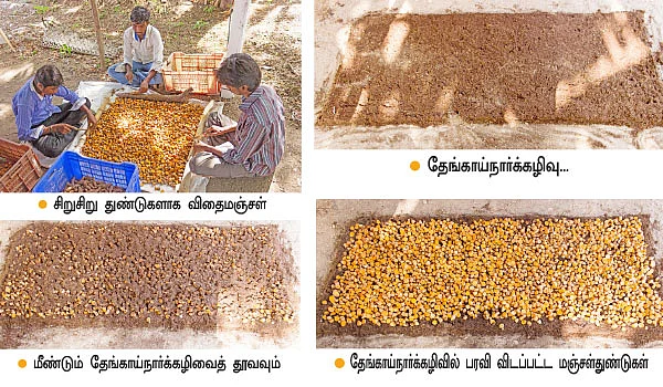 மஞ்சளுக்கு குழித்தட்டு நாற்று... ஏக்கருக்கு 15 டன் கூடுதல் மகசூல்!