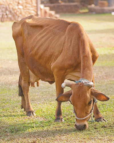 பசுவைப் போற்றுவோம் - 4