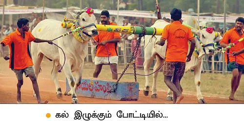 குறைந்த பராமரிப்பில் அதிக வருமானம்... ஒப்பில்லாத ஓங்கோல் மாடுகள்!