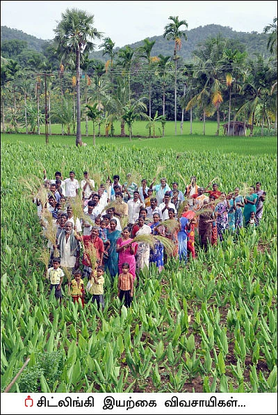 விளையும் விலையும்! - சந்தைக்கு வழிகாட்டும் தொடர் - 13