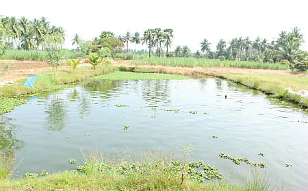 பணம் வளரும் பண்ணைக்குட்டை!