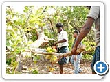 மரம் வெட்டி, நிலத்தைச் சுத்தப்படுத்திக்கொடுக்கும் திட்டம் - நடுத்திட்டு கிராமம்