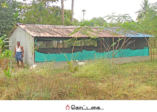 முத்தான வருமானம் தரும் முயல் வளர்ப்பு!