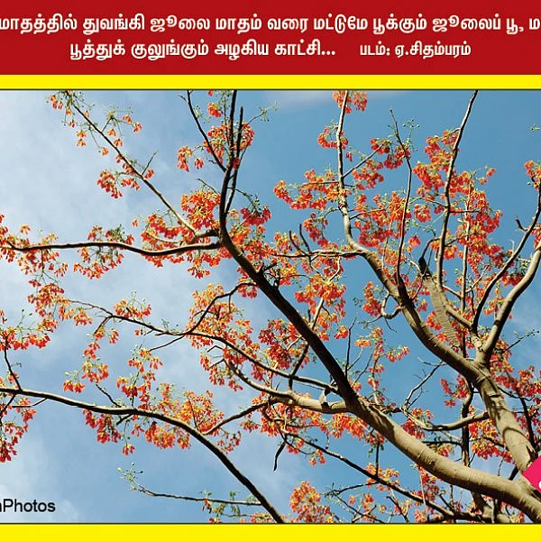 பூத்துக்குலுங்கும் ஜூலைப்பூக்கள்... இத்தாலி மியூசியத்தில் மைக்கேல் ஆஞ்சலோவின் சிற்பம்... #NewsInPhotos தொகுப்பு & வடிவமைப்பு - க.குமரகுரு