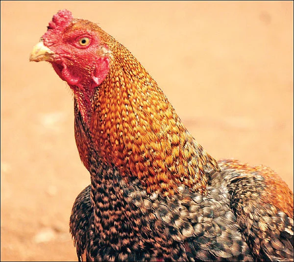 நாட்டுக் கோழிகளுக்கும் நாட்டு மருத்துவம்!