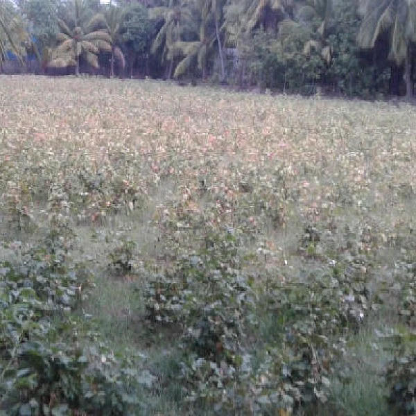 `பூச்சிக்கொல்லியைத் தெளித்தும் கட்டுப்படுத்த முடியல'- வேதனையில் பருத்தி விவசாயிகள்