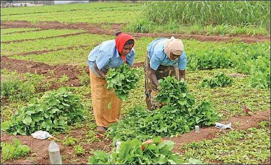 பூச்சிகளும் நம் நண்பர்களே..! - 2.0 - பயிர் நோய்களைப் பரப்பும் சாறு உறிஞ்சும் பூச்சிகள்!