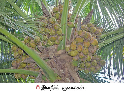 தெம்பான வருமானம் கொடுக்கும் தென்னை...