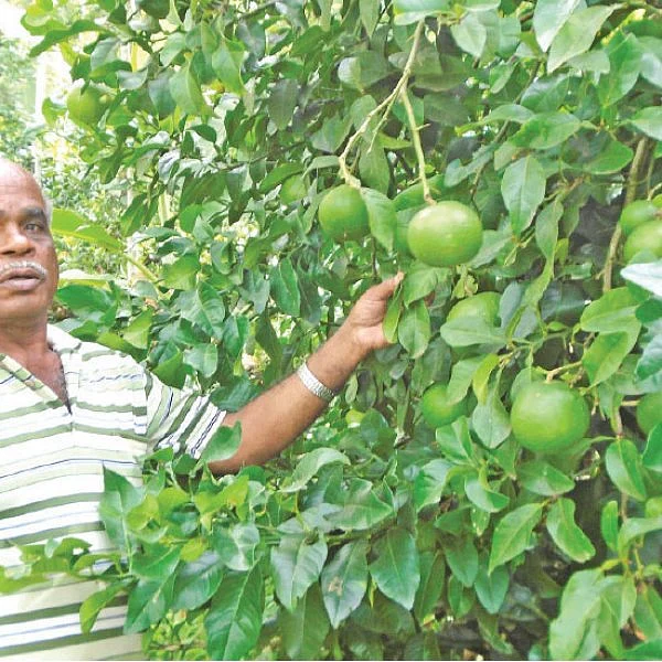மலைக்க வைக்கும் மலை விவசாயம் - 2 ஏக்கர்... ஆண்டுக்கு ரூ 5.7 லட்சம் வருமானம்