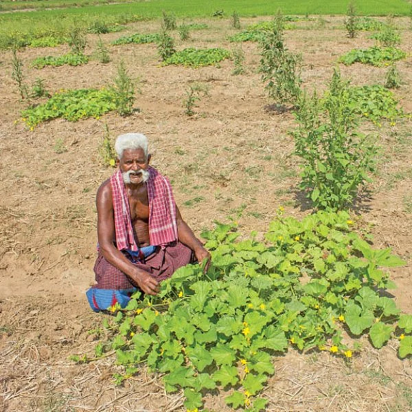 வெகுமதி தரும் நாட்டு வெள்ளரி! - 15 சென்ட்... 5 மாதங்கள்... ரூ. 40,000 லாபம்!