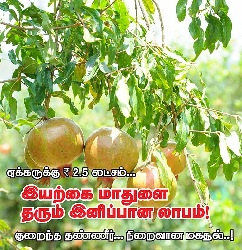 ஏக்கருக்கு 2.5 லட்சம்...