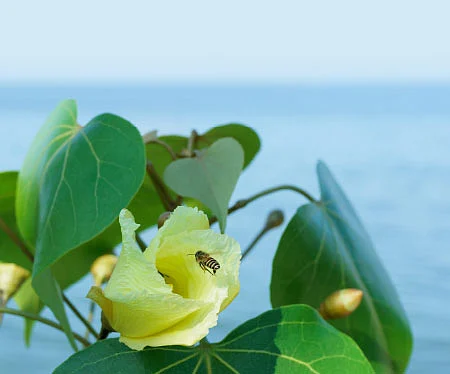 நாட்டு மருந்துக்கடை - 23