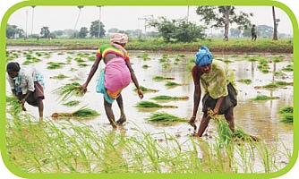 'செம்மண்ணு சிங்காரியே-உன்னை கரிசல் மண்ணு கருங்காலி என்ன செஞ்சான்?'