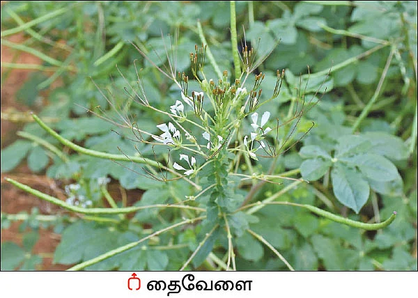 நல்மருந்து - தெரிந்த செடிகள்... தெரியாத பயன்கள்! - 18