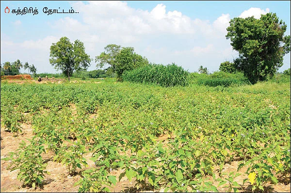 40 சென்ட்டில் ரூ.1 லட்சம்... கலக்கல் வருமானம் கொடுக்கும் ‘காஞ்சி’ கத்திரி..!