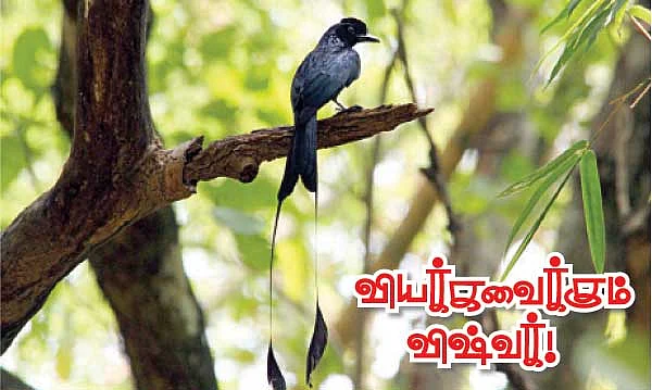 வியக்கவைக்கும் விஷ்வக் !