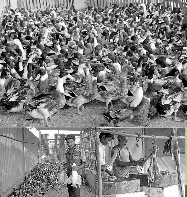 “வாத்துக்கறி ‘அது’க்கு நல்லது!” - கரடிவிடும் கரூர் ஹோட்டல்கள்!