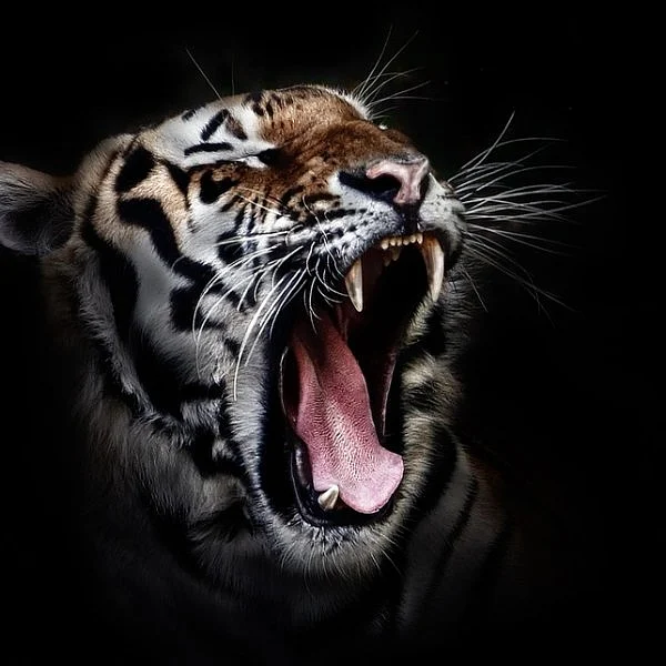உலகுடனான 3000 புலிகளின் இறுதி யுத்தம்! #InternationalTigerDay