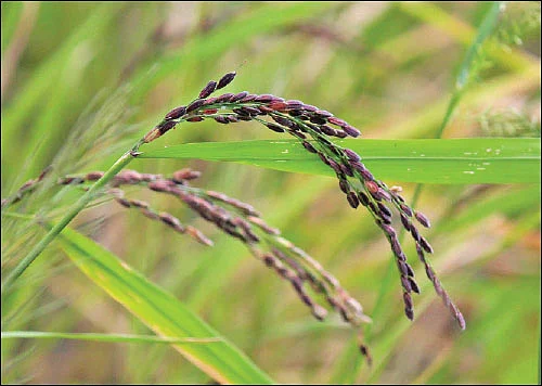 சக்காவோ பாரிட்டன்... - சமவெளியிலும் விளையும் மலைப் பிரதேச நெல்!