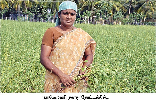 ஏற்றம் தரும் இயற்கை எள்...!