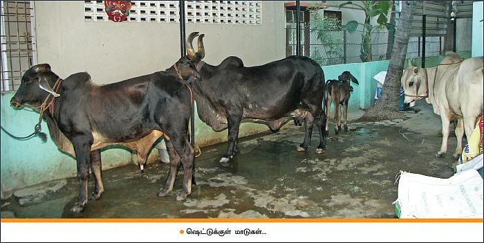 7 மாடுகள்... மாதம் ரூ. 90,000 வருமானம்...‘கார் ஷெட்’டில் மாடுகள் வளர்க்கும் ஐ.டி தம்பதி!