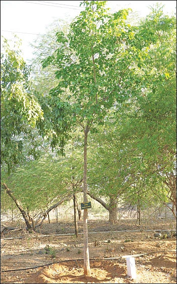 மரம் செய விரும்பு! - 10 - விஷத்தை முறிக்கும் எட்டி!